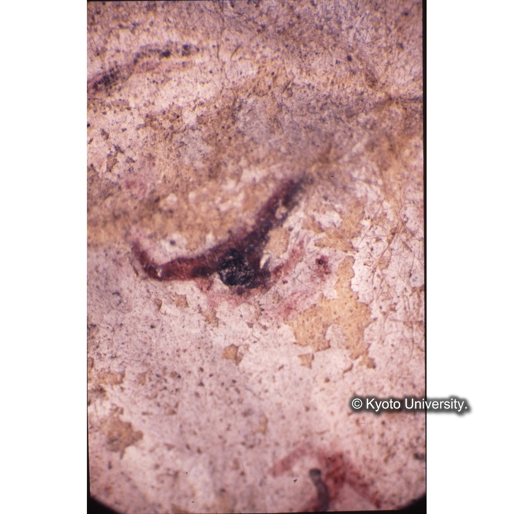 顕微鏡撮影カラー写真（十五玄義第七図：キリスト目） (1)