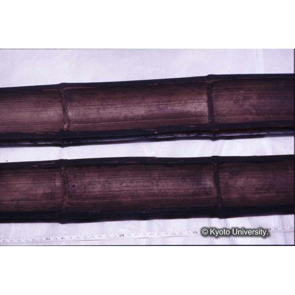 カラー写真（竹筒内側） (1)