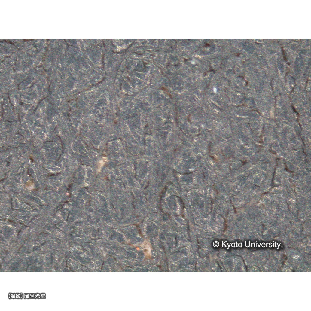 顕微鏡写真（中央上段：背景） (1)