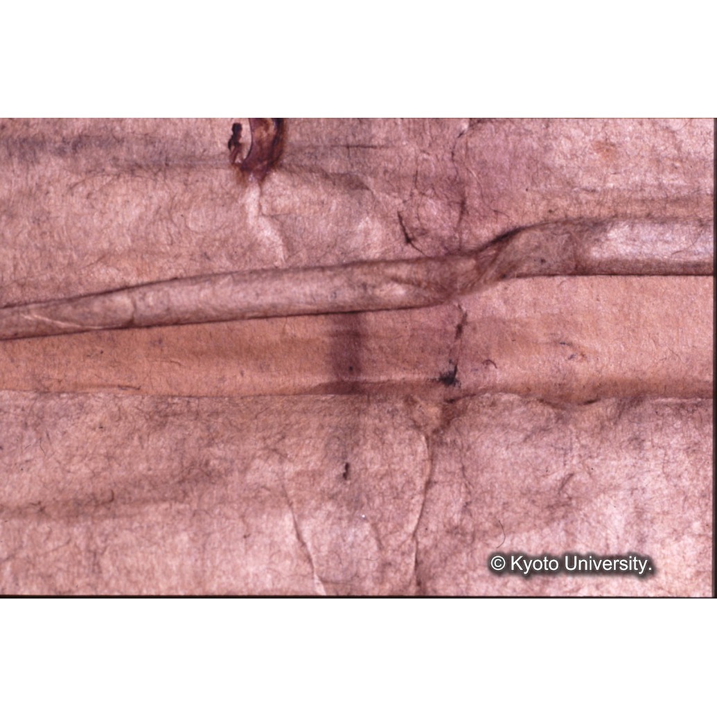 カラー写真（裏面：めくれ） (1)