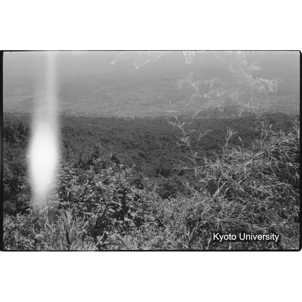 [5コマ目]「バンブー林」 (1)