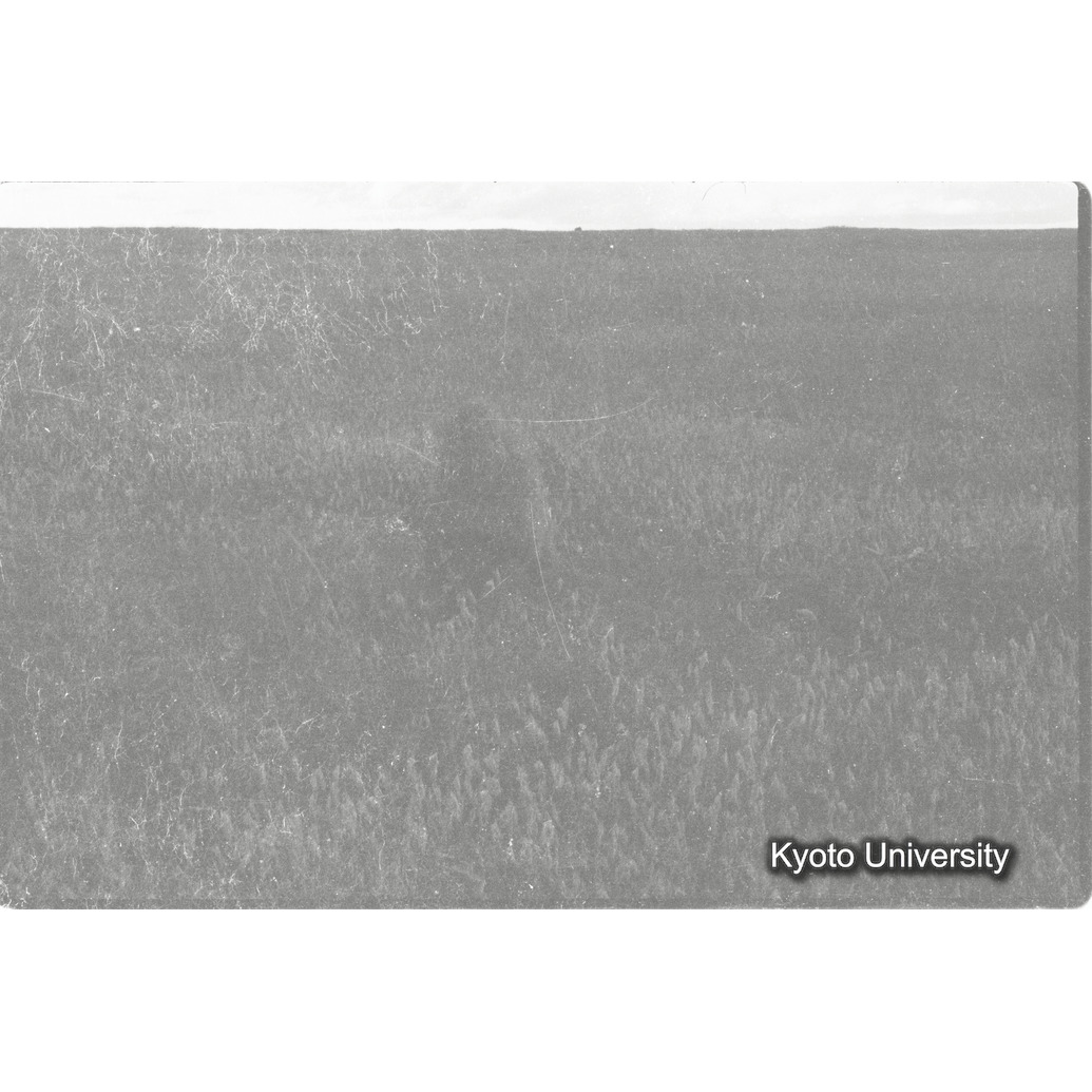 [２コマ目]「ドグエラヒヒ（１）」 (1)