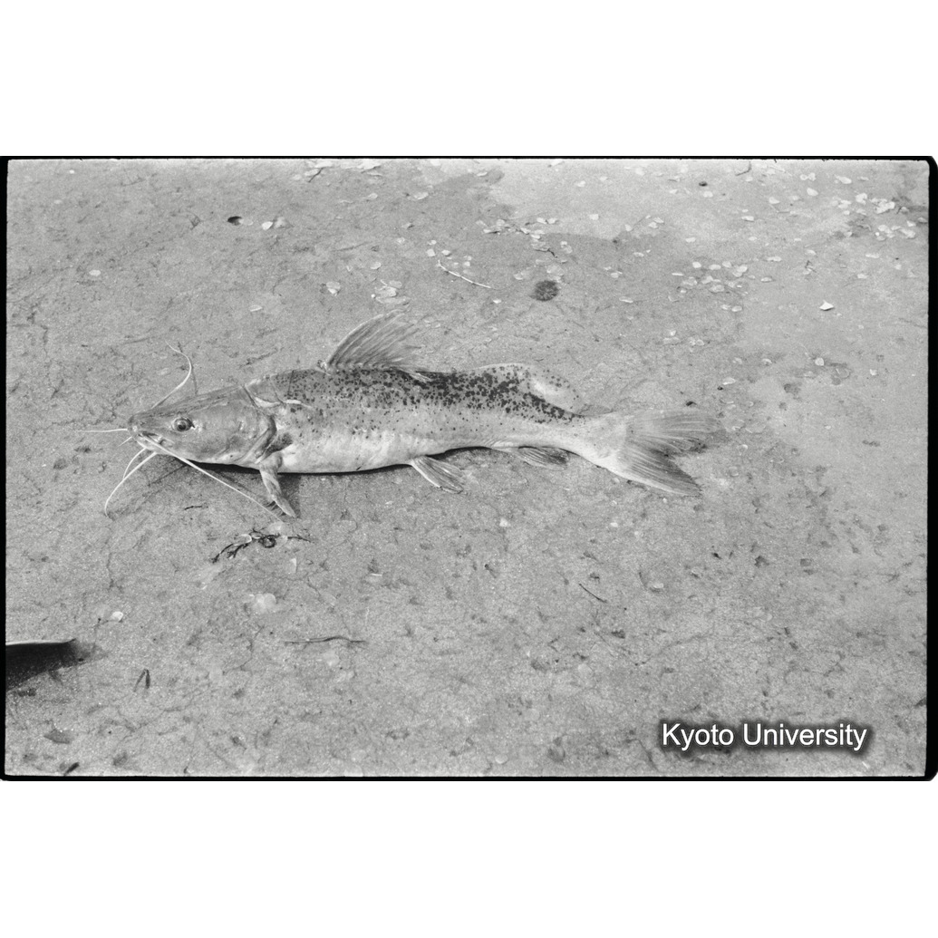 [８コマ目]「鯉科の魚」 (1)