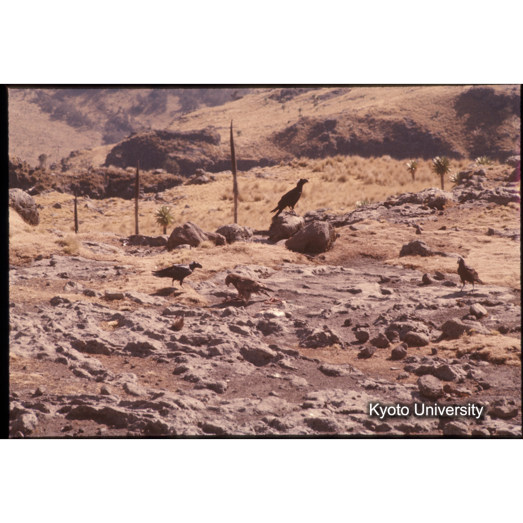 Sm　1973　1050 (1)