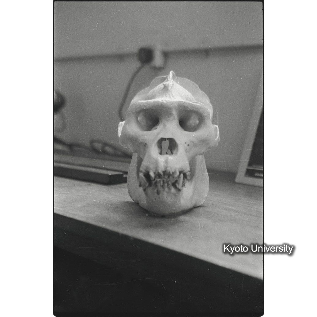 [34コマ目]「ゴリラの頭骨標本（２）」 (1)