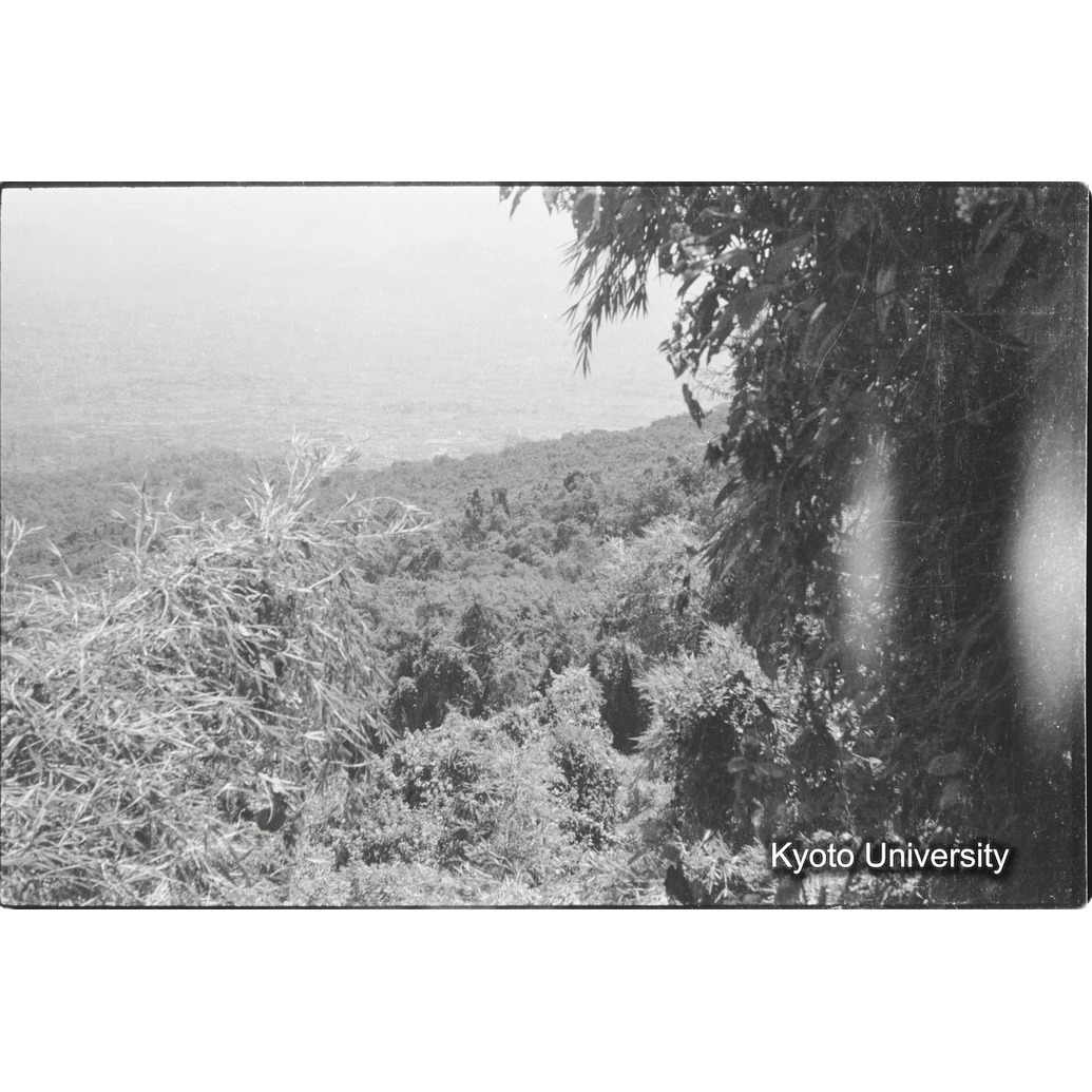 [6コマ目]「バンブー林」 (1)