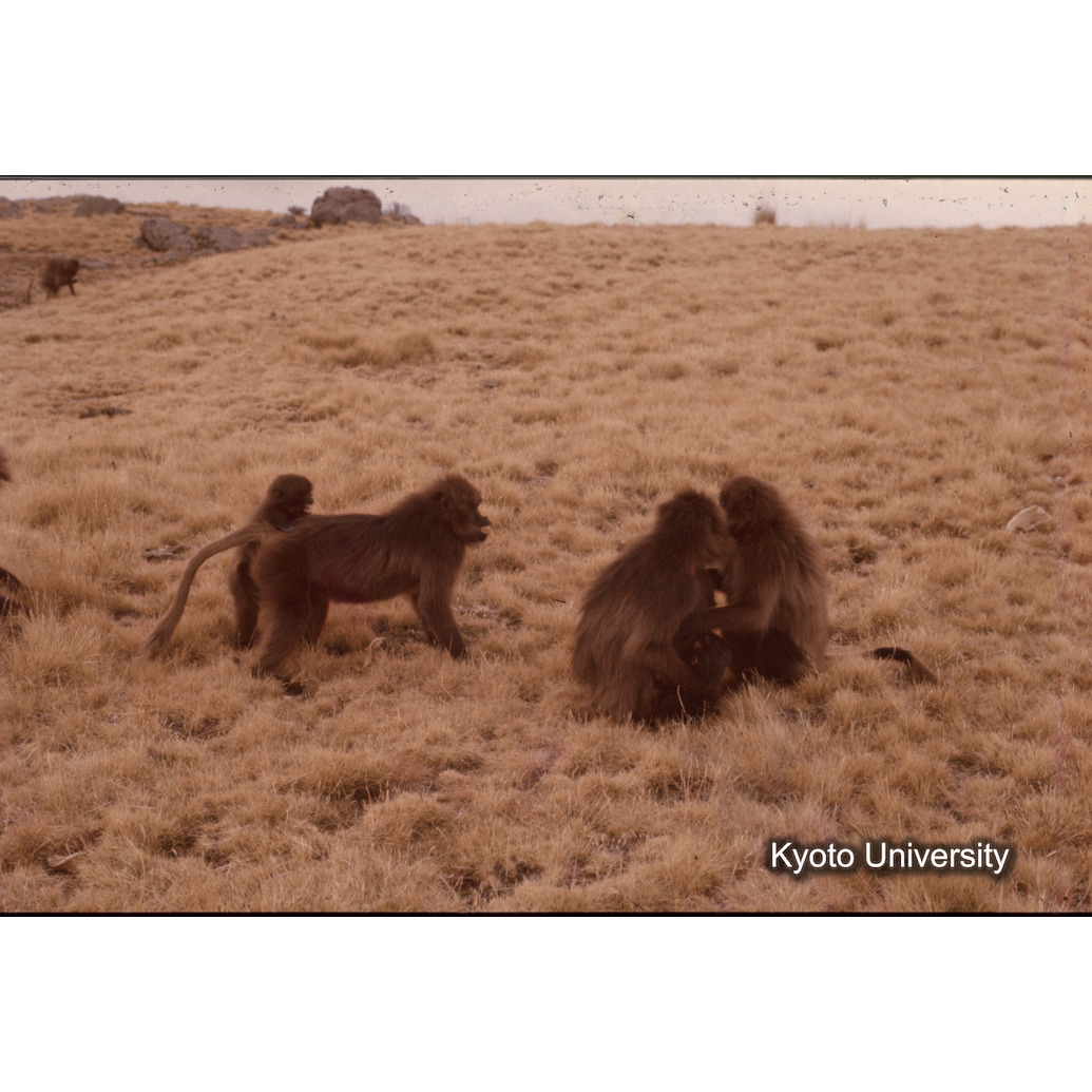 Sm　1973　1336 (1)