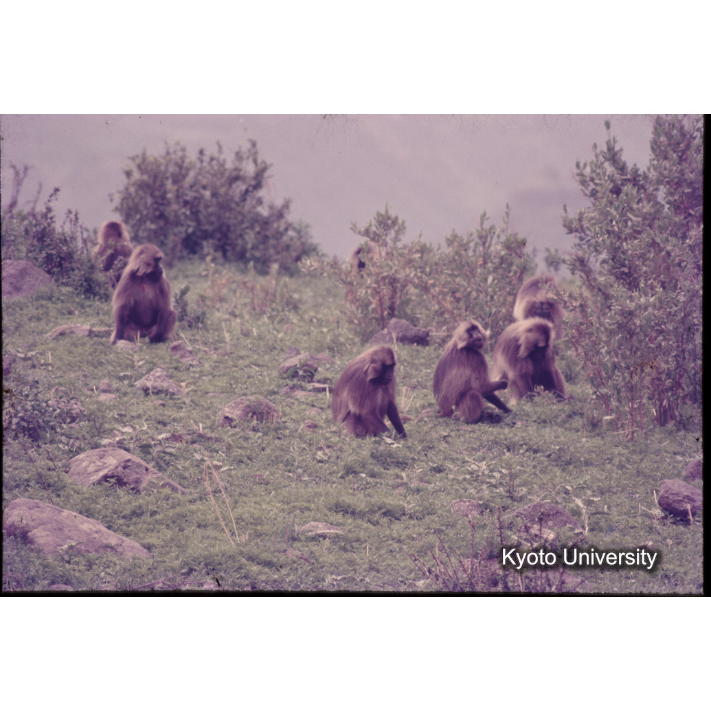 Sm　1973　1185 (1)