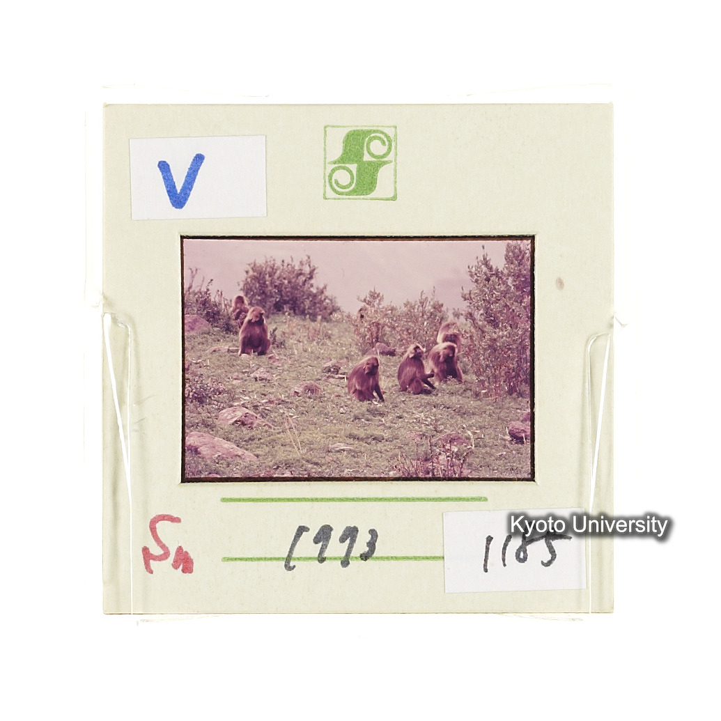 Sm　1973　1185 (2)