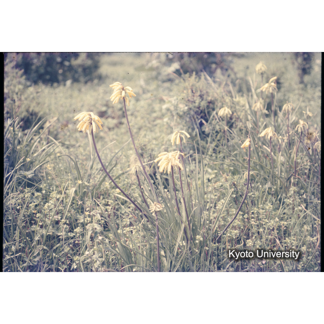 Sm　1973　1332 (1)