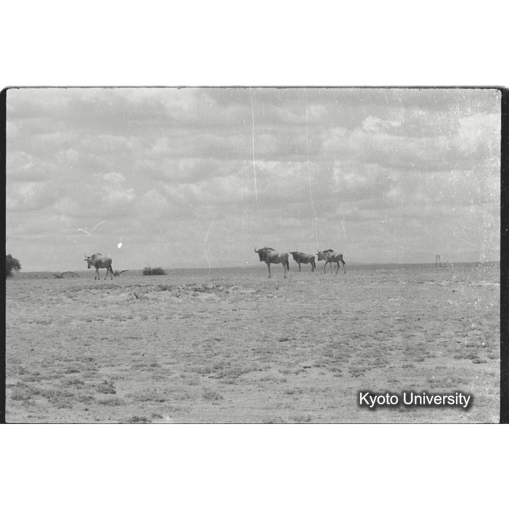 [22コマ目]「ヌー」 (1)