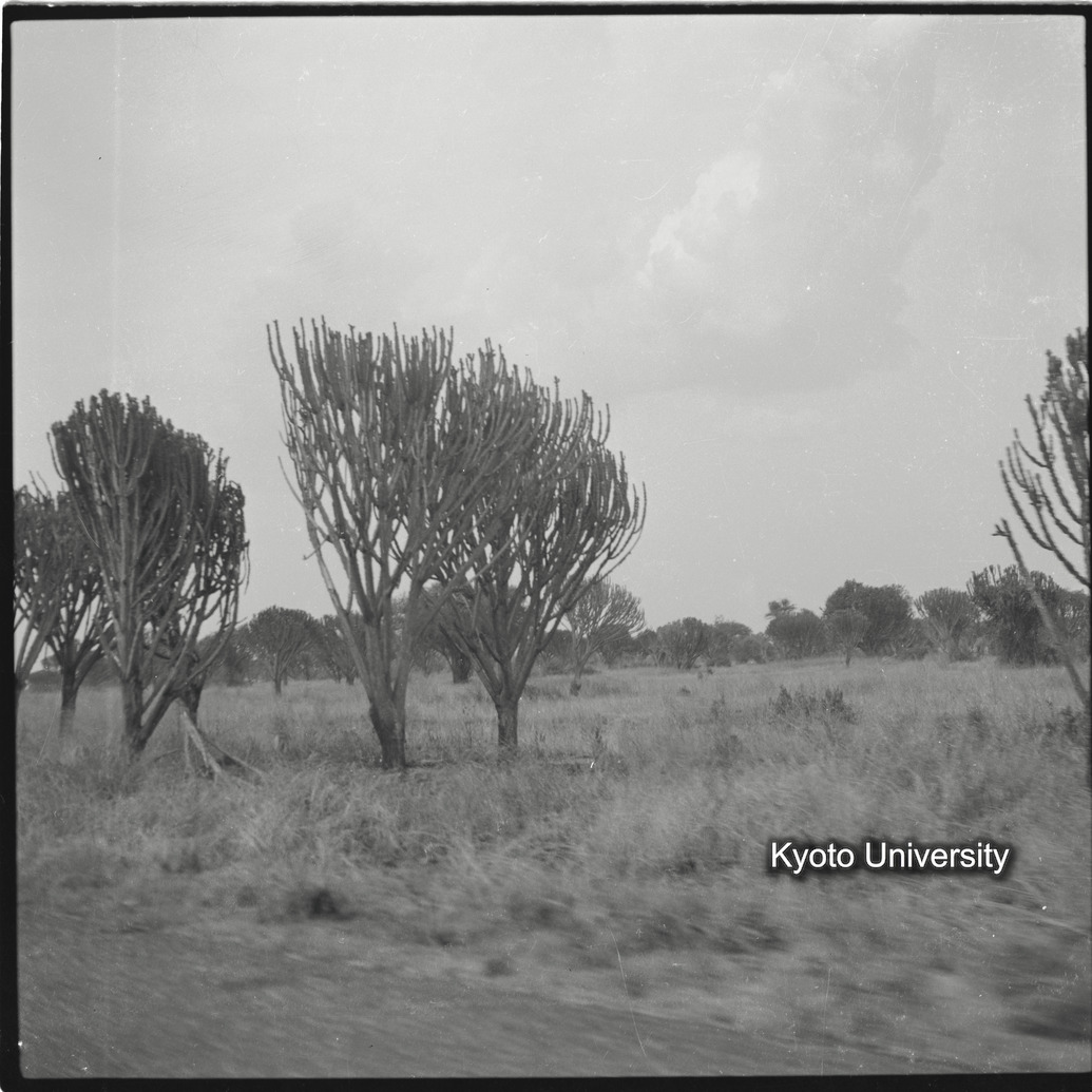 [３コマ目]「ユーホロビア」 (1)