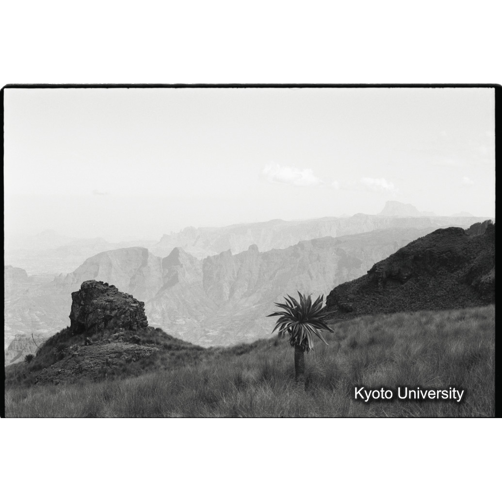 [２８コマ目]「ロベリアのある風景」 (1)