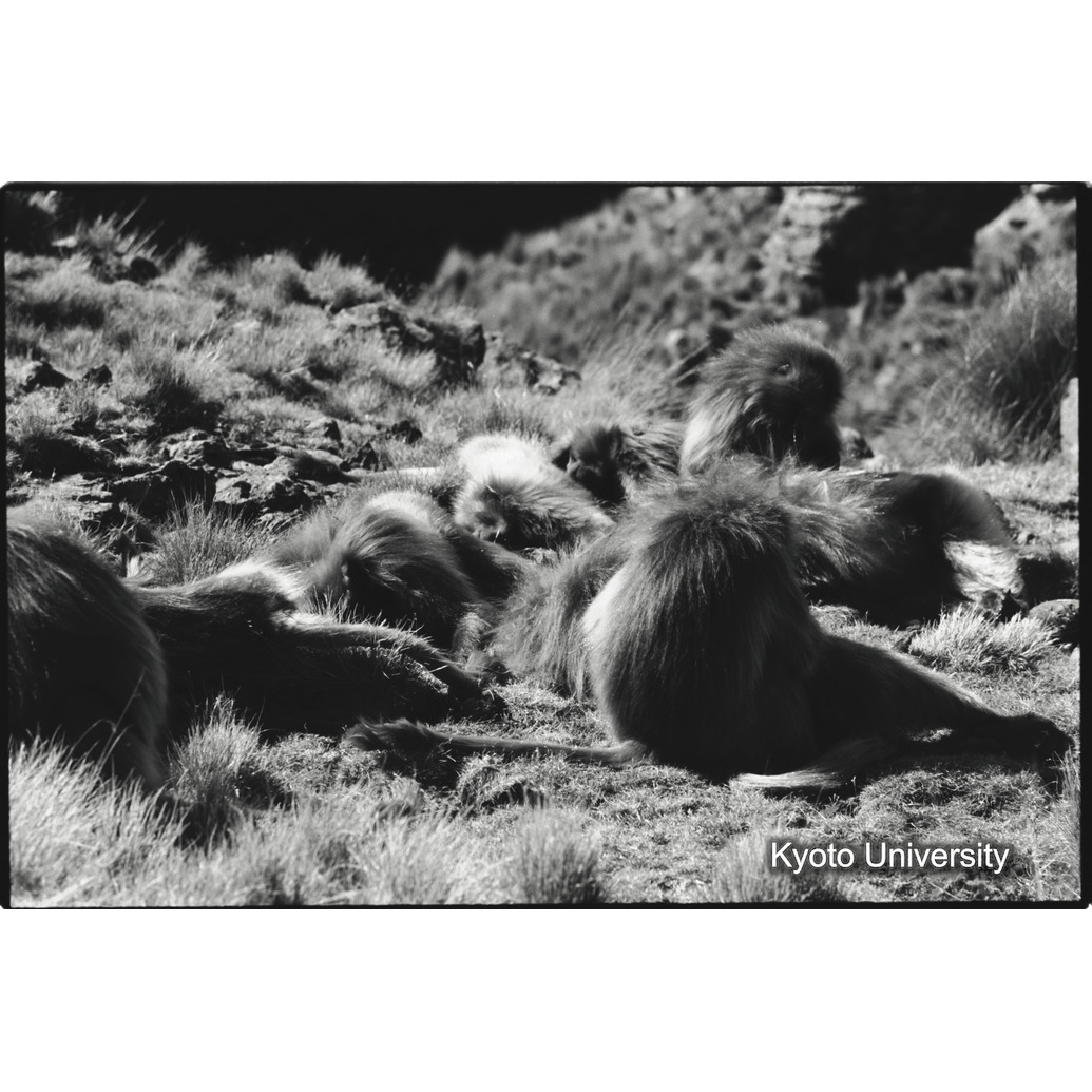 [５コマ目]「昼寝（３）」 (1)