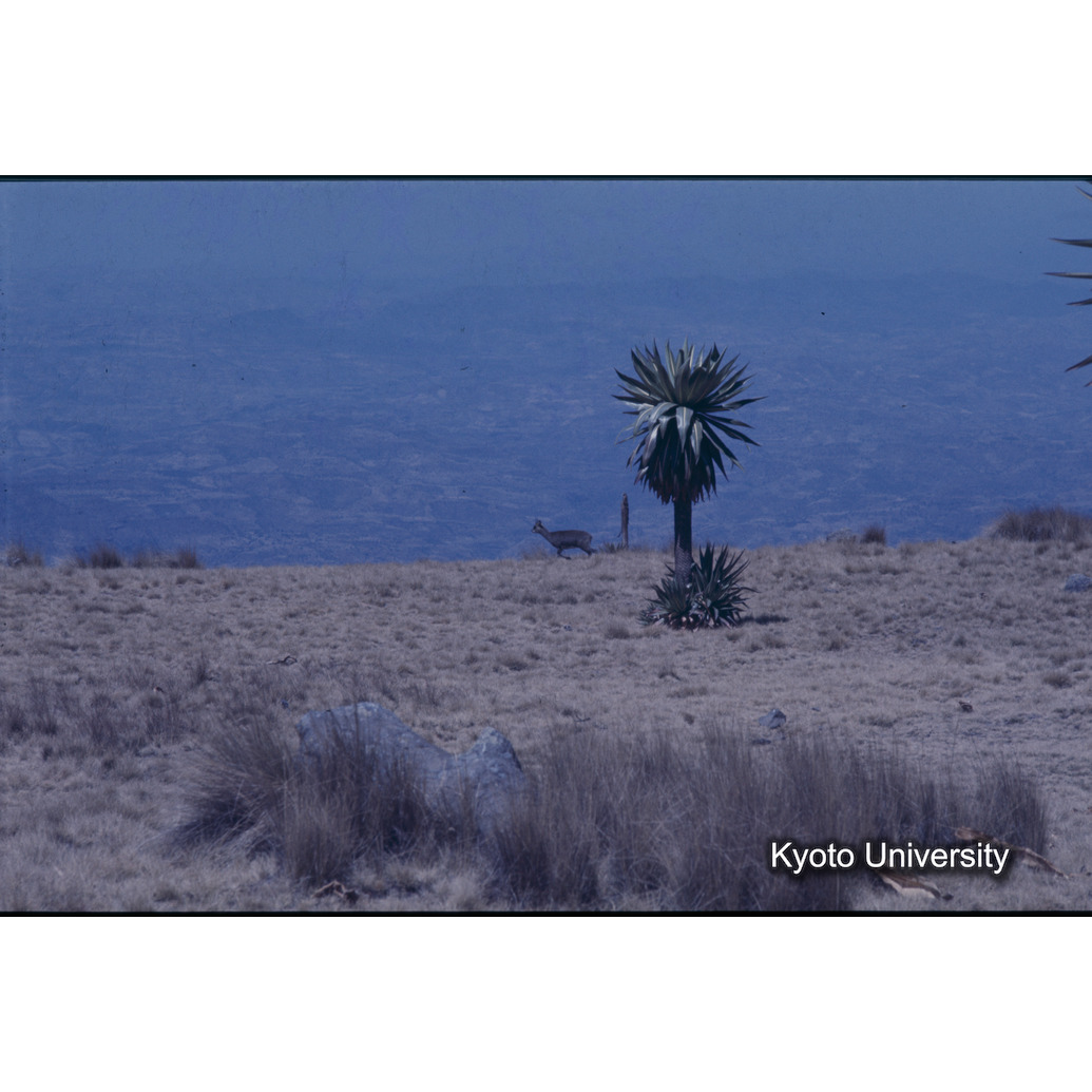 Sm　1973　1007 (1)