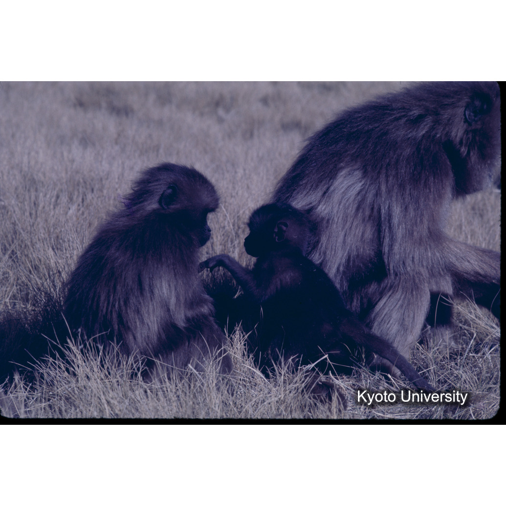 Sm　1973　1254 (1)