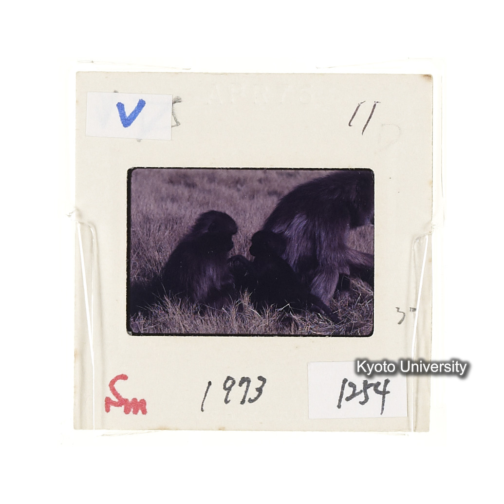 Sm　1973　1254 (2)