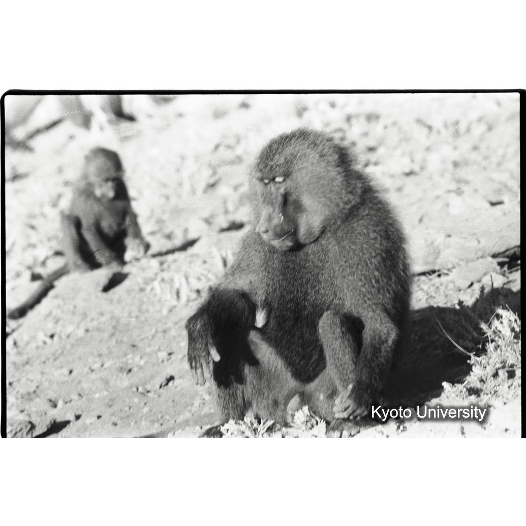 [１３コマ目]「マントヒヒとアヌビスヒヒの雑種（雄）（７）」 (1)