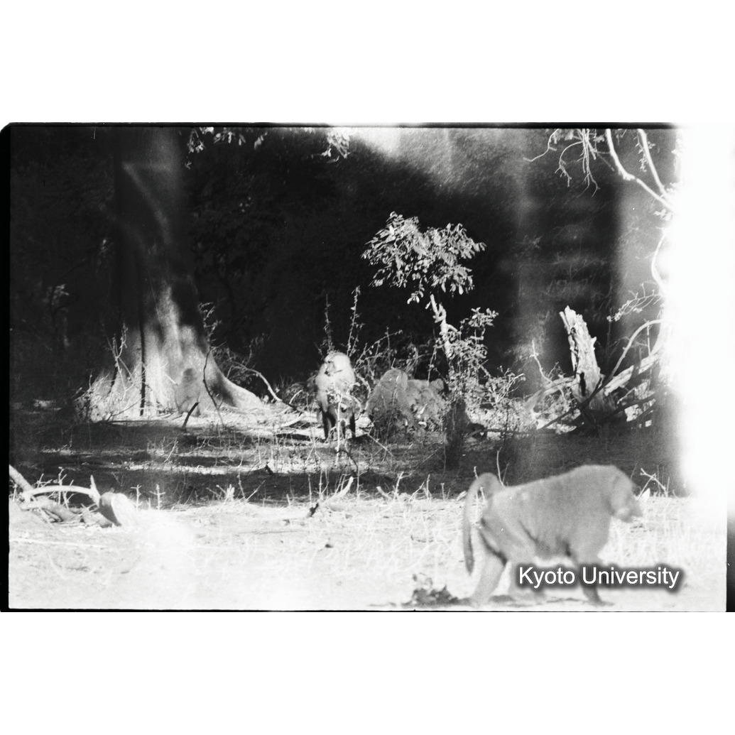 [２コマ目]「マントヒヒのヤングアダルト雄が、アヌビスヒヒの雌に交尾（１）」 (1)