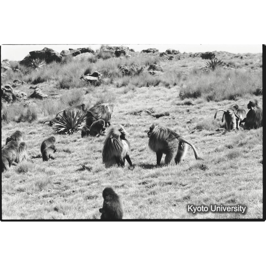 [３０コマ目]「リーダー雄とセカンド雄（１）」 (1)