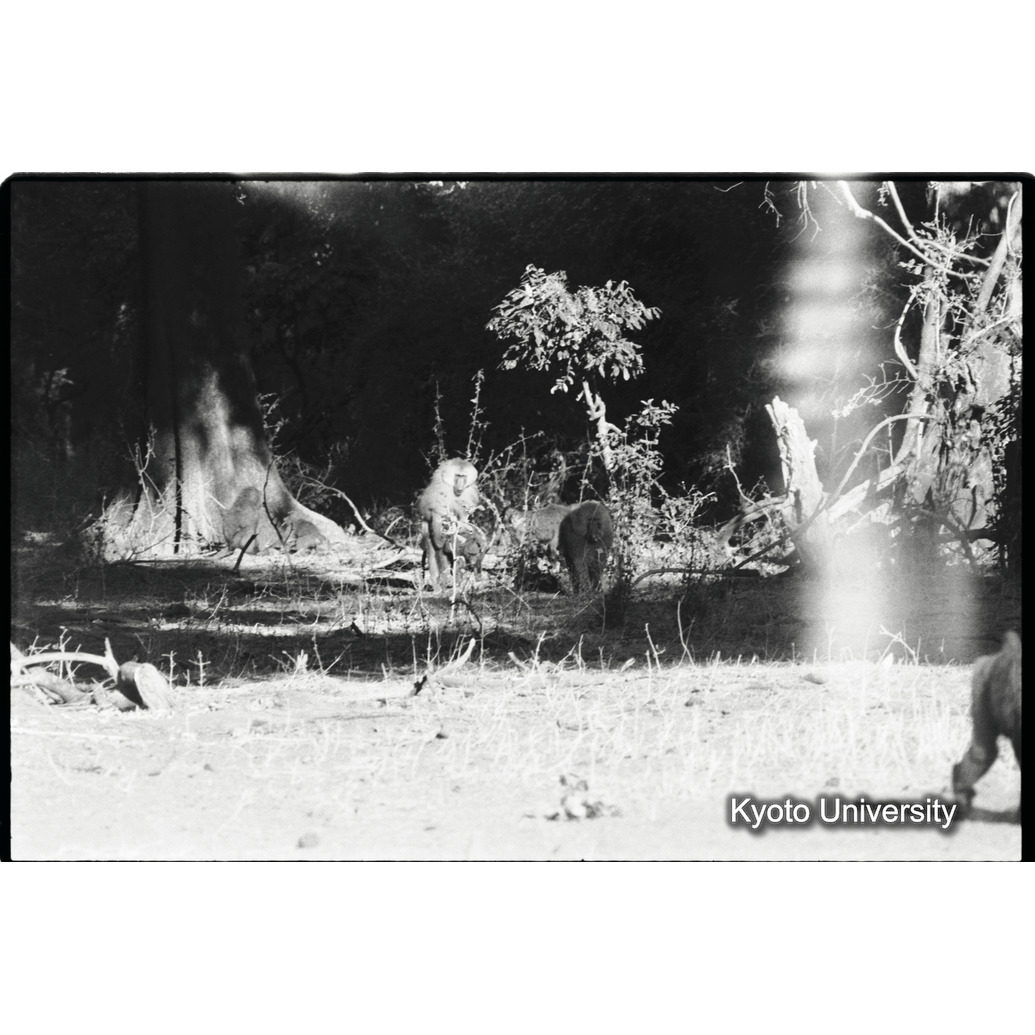 [４コマ目]「マントヒヒのヤングアダルト雄が、アヌビスヒヒの雌に交尾（３）」 (1)