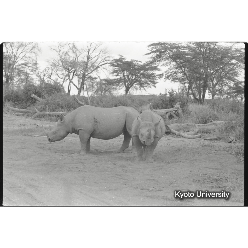 [30コマ目]「クロサイ（３）」 (1)