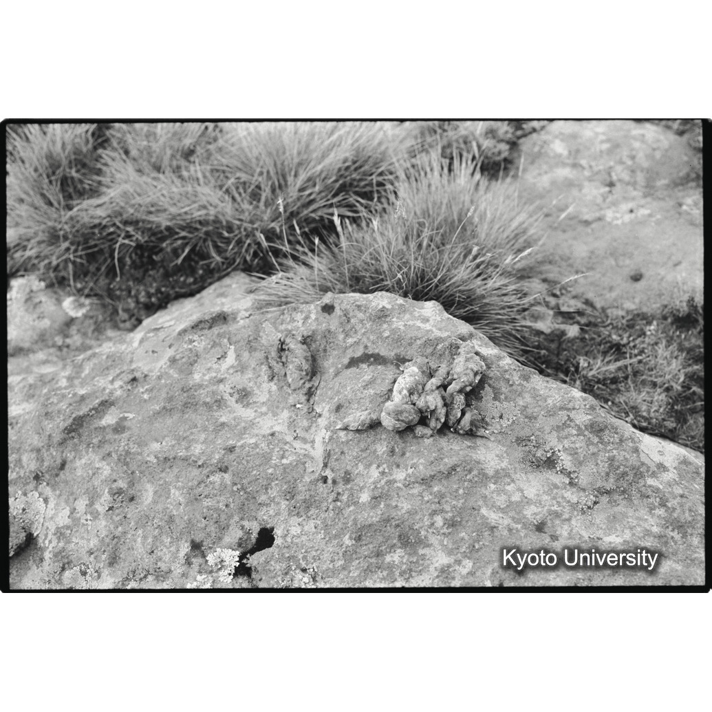 [１１コマ目]「ゲラダヒヒの糞塊（１）」 (1)