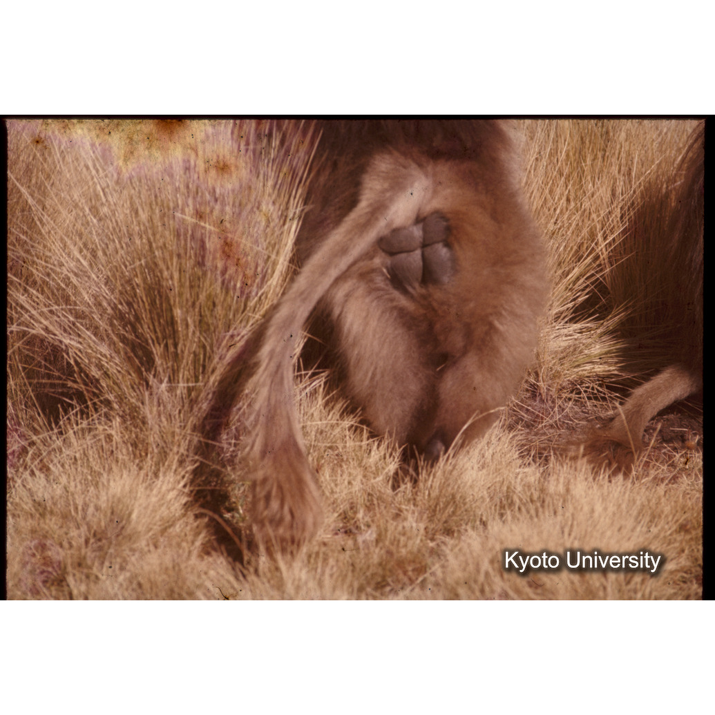 Sm　1973　1420 (1)