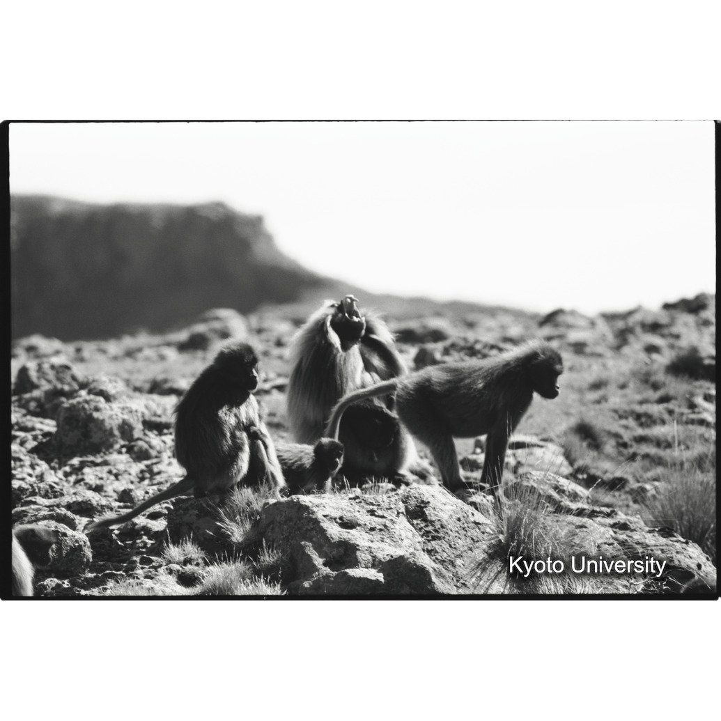 [３２コマ目]「威嚇」 (1)