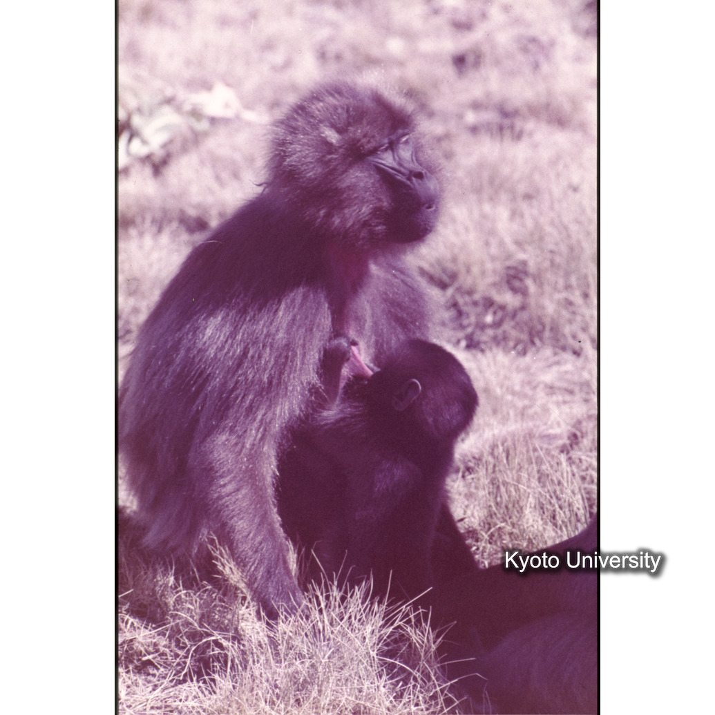 Sm　1973　1311 (1)