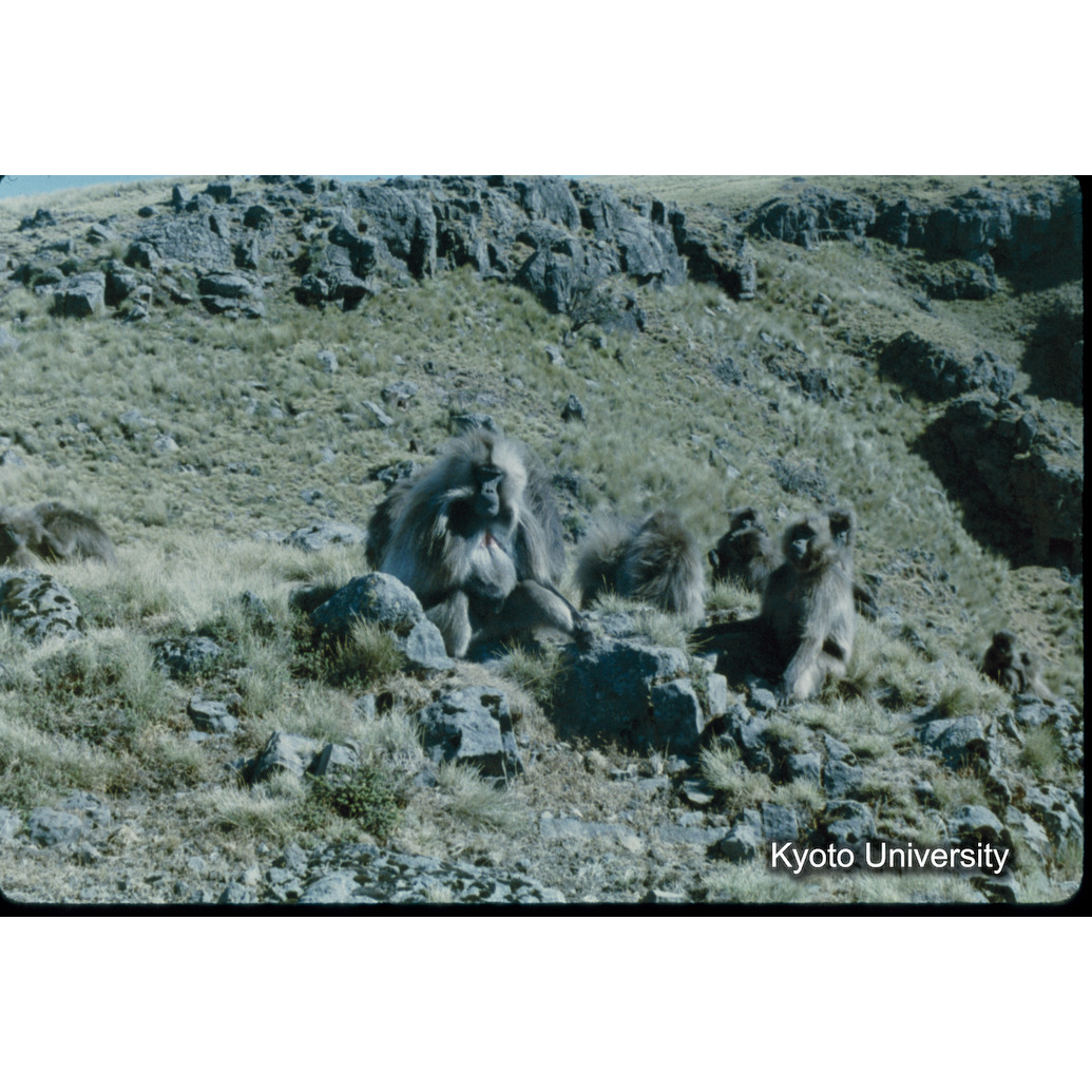 Sm　1973　11　（N）[赤色, 丸囲み] (1)