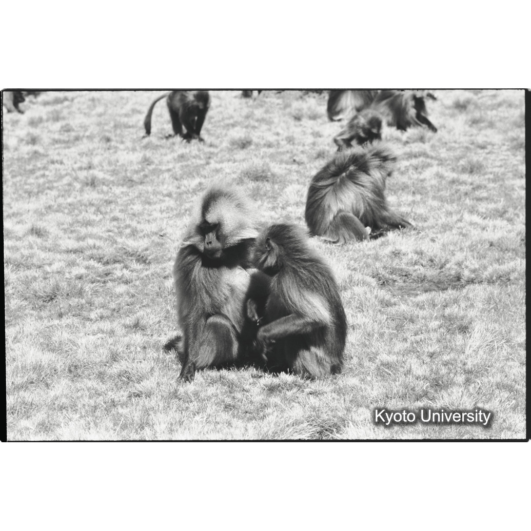 [１４コマ目]「リーダーと雌（３）」 (1)