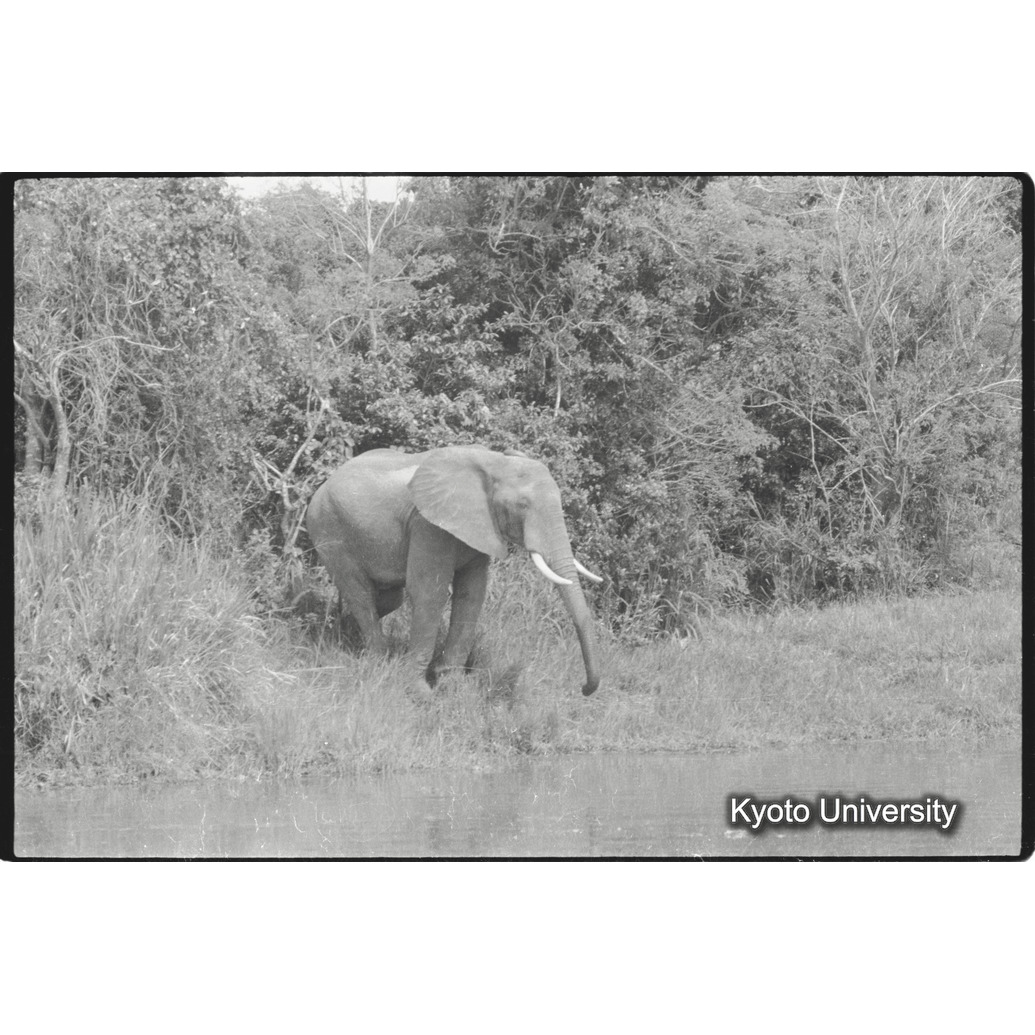 [３５コマ目]「水を飲みにきたゾウ（２）」 (1)