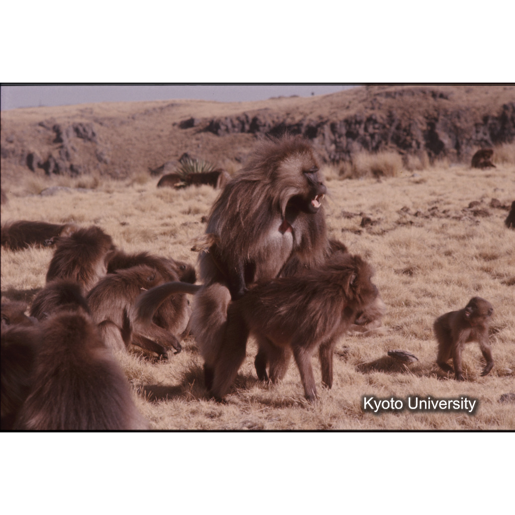 Sm　1973　31　（N）[赤色, 丸囲み] (1)