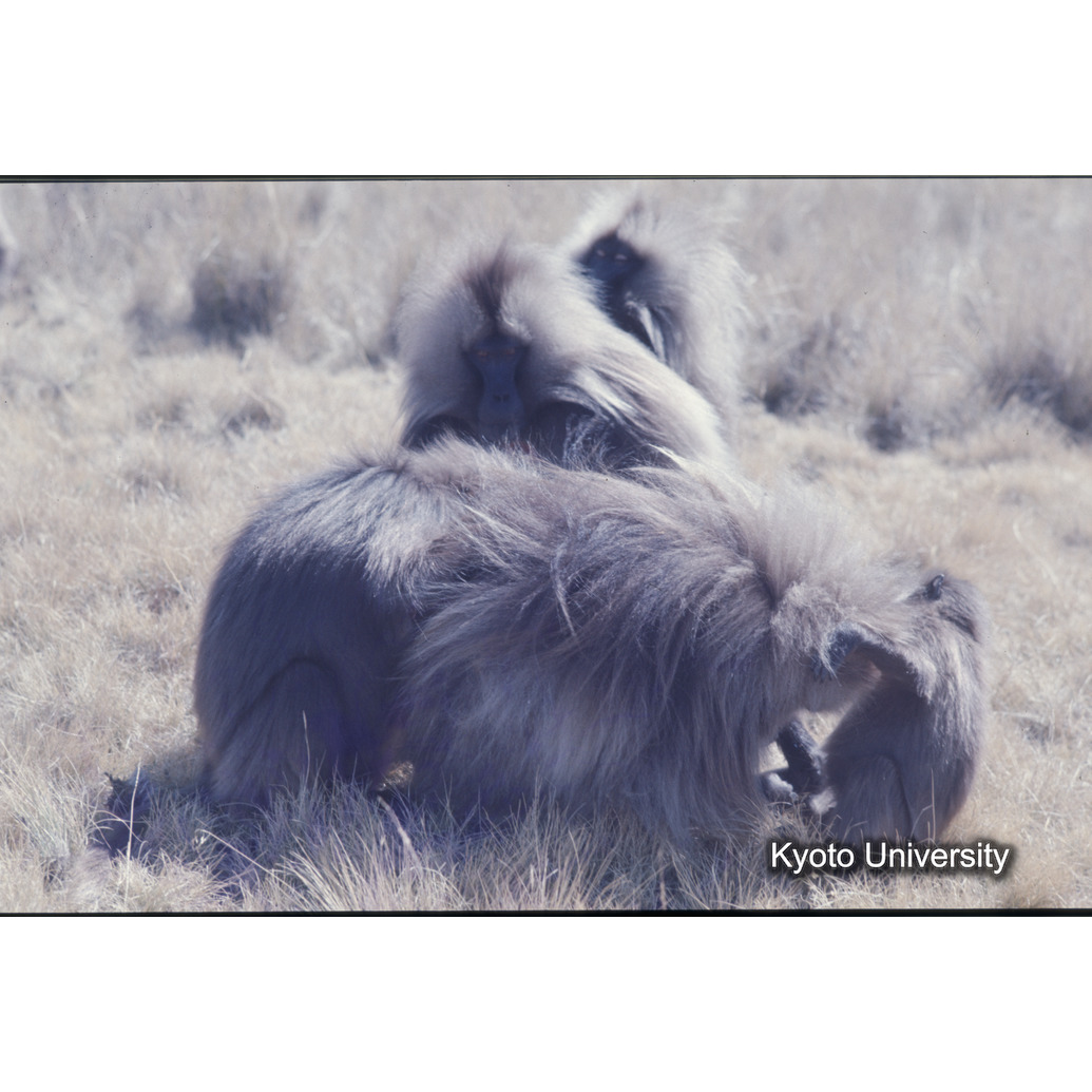 Sm　1973　1275 (1)