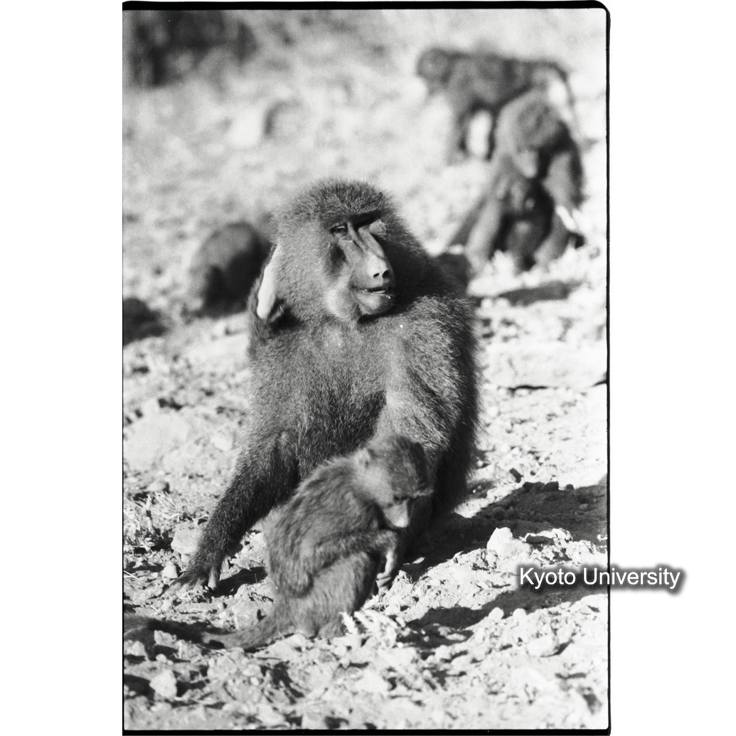 [１２コマ目]「マントヒヒとアヌビスヒヒの雑種（雄）（６）」 (1)