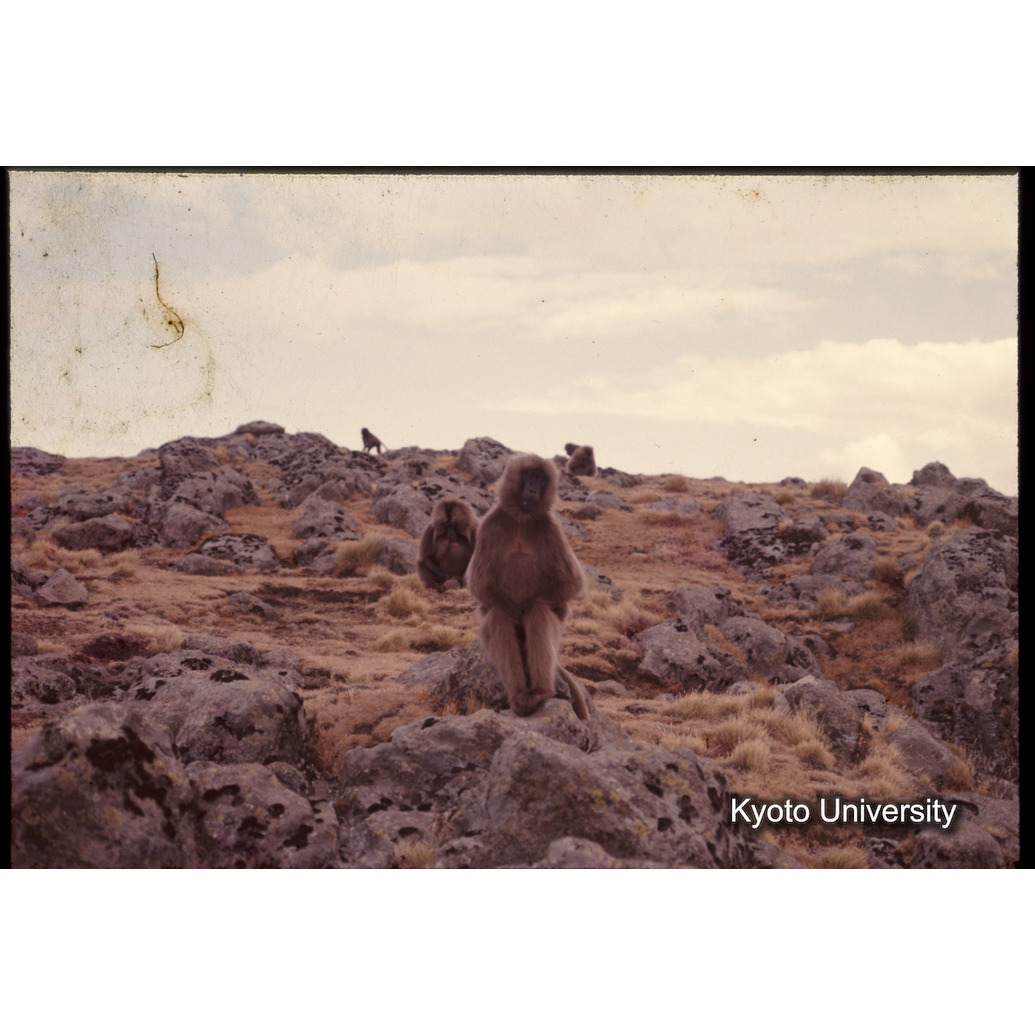 Sm　1973　1209 (1)