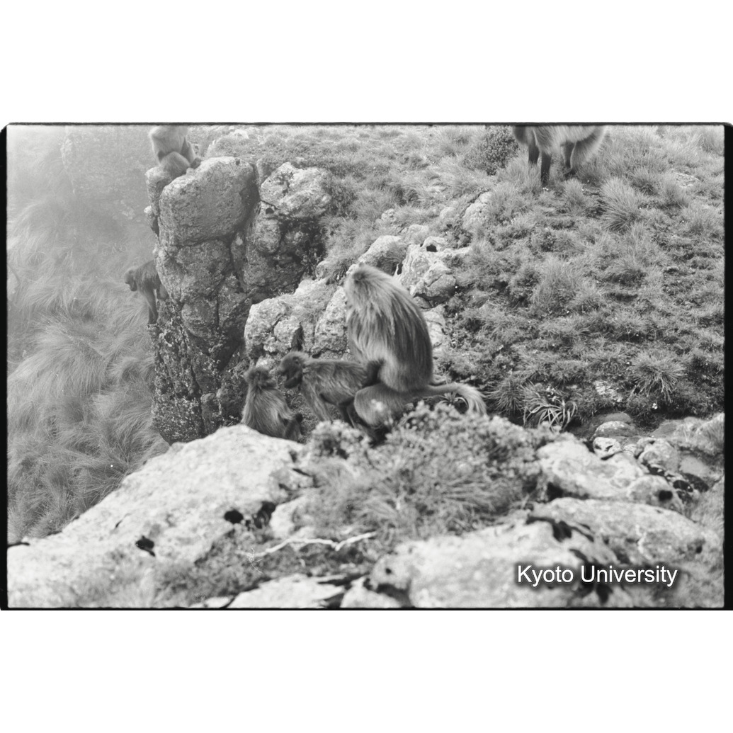 [２２コマ目]「リーダー雄の交尾」 (1)