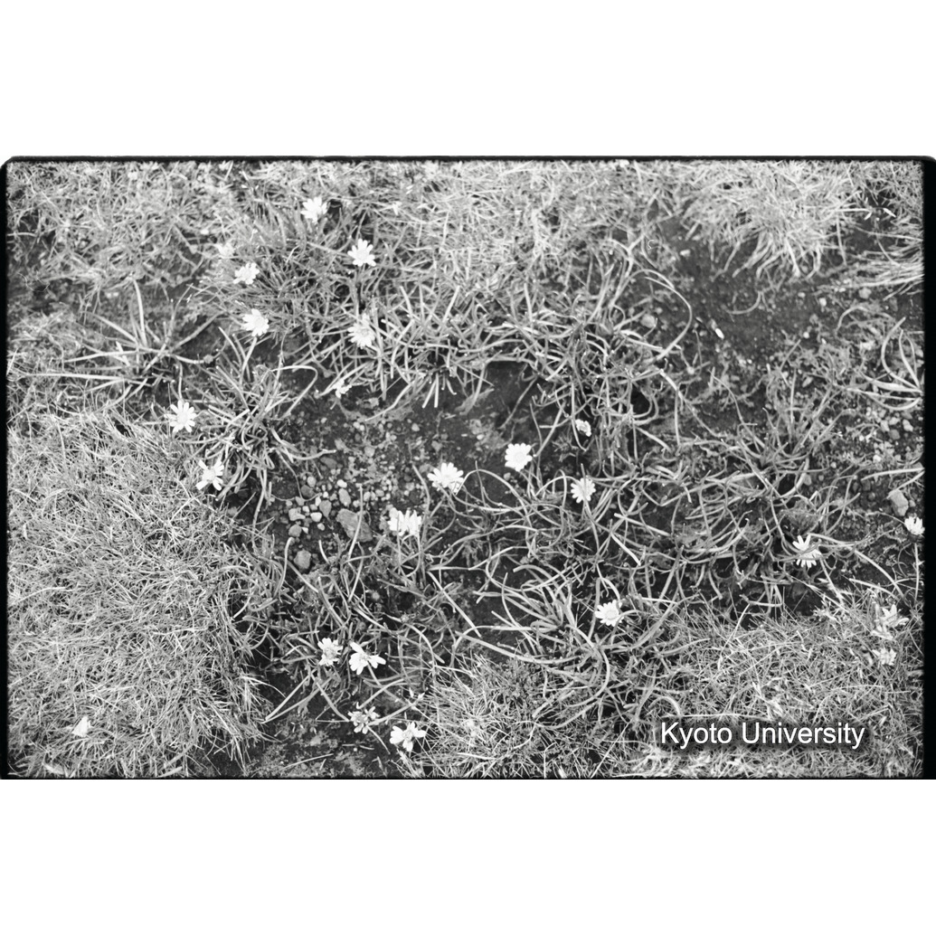 [３２コマ目]「花」 (1)