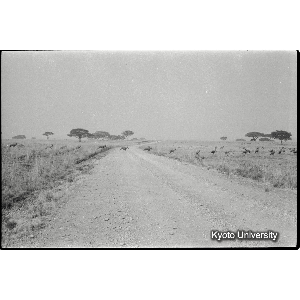 [５コマ目]「道を渡るインパラの群れ」 (1)