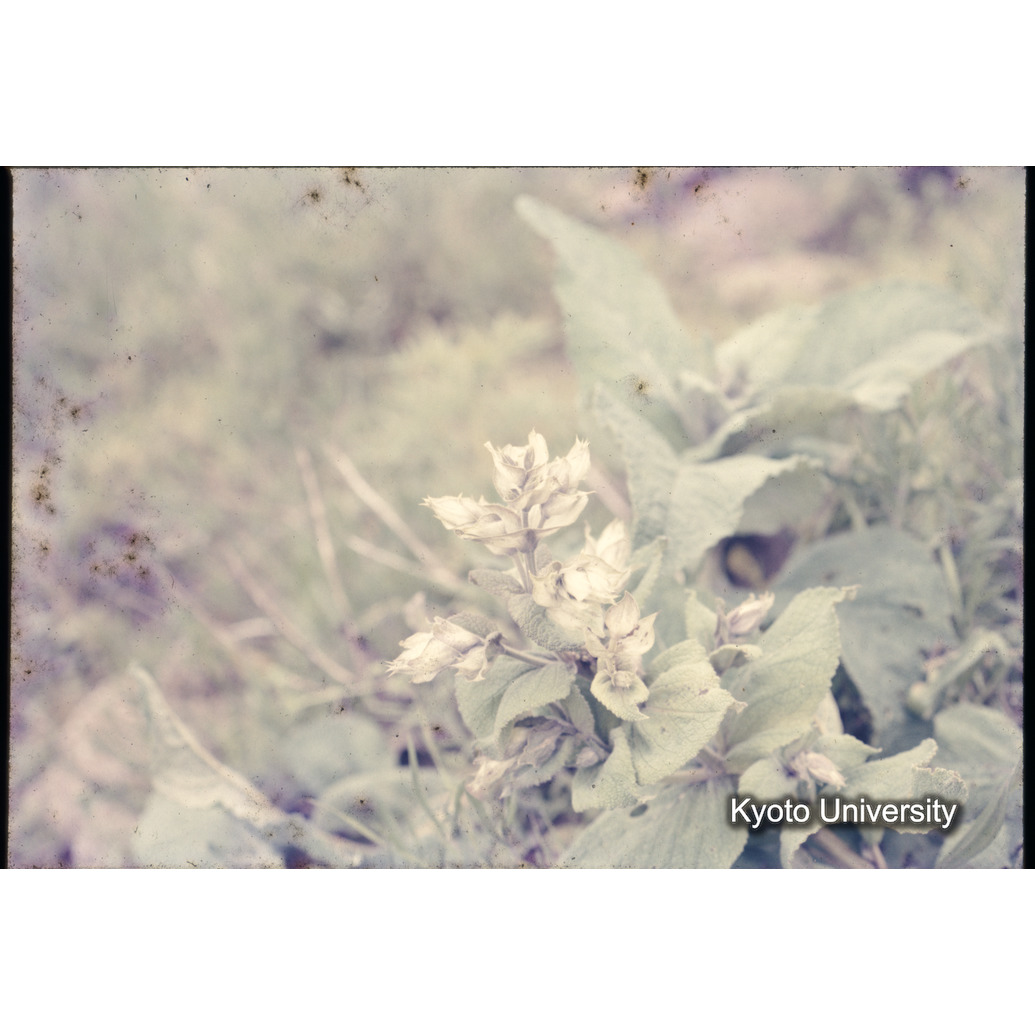 Sm　1973　1325 (1)