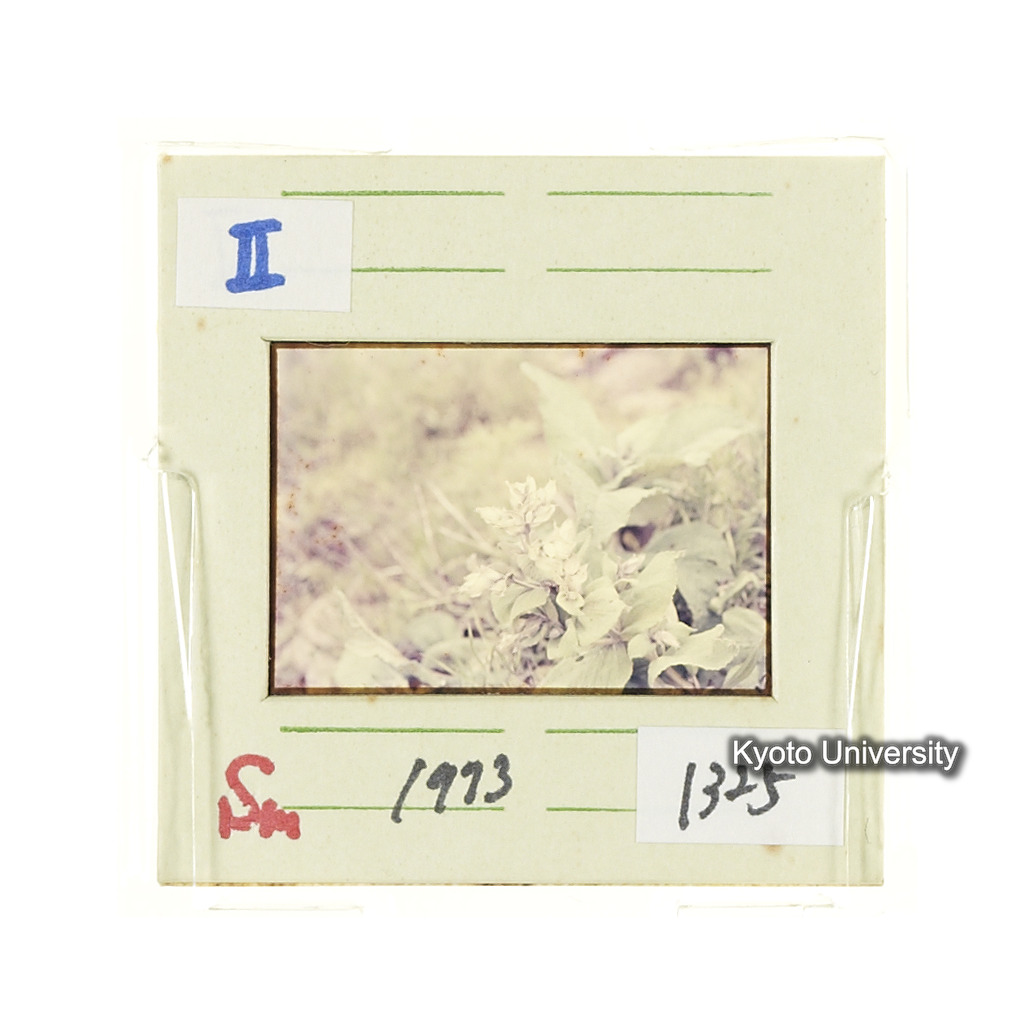 Sm　1973　1325 (2)