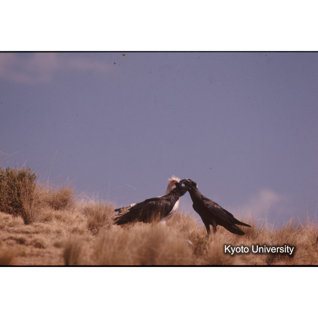 Sm　1973　1004 (1)