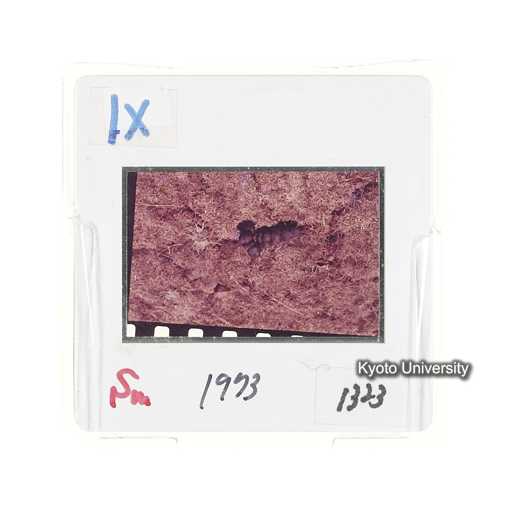 Sm　1973　1323 (2)