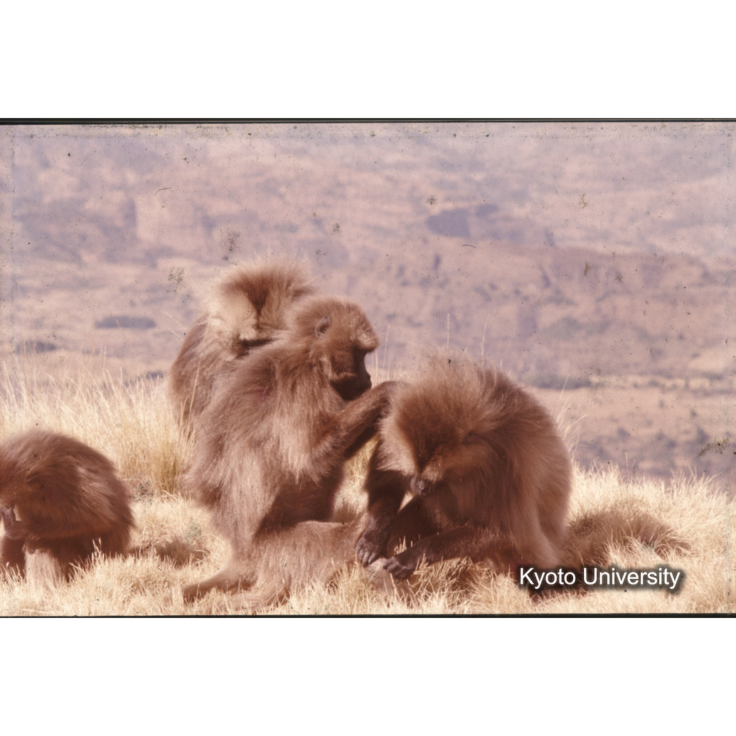 Sm　1973　1536 (1)