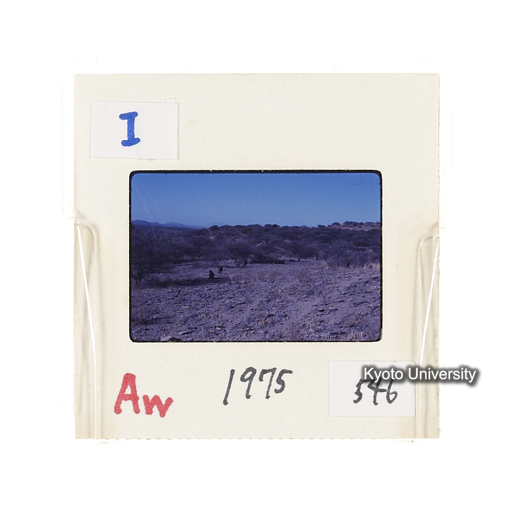 Aw　1975　546 (2)