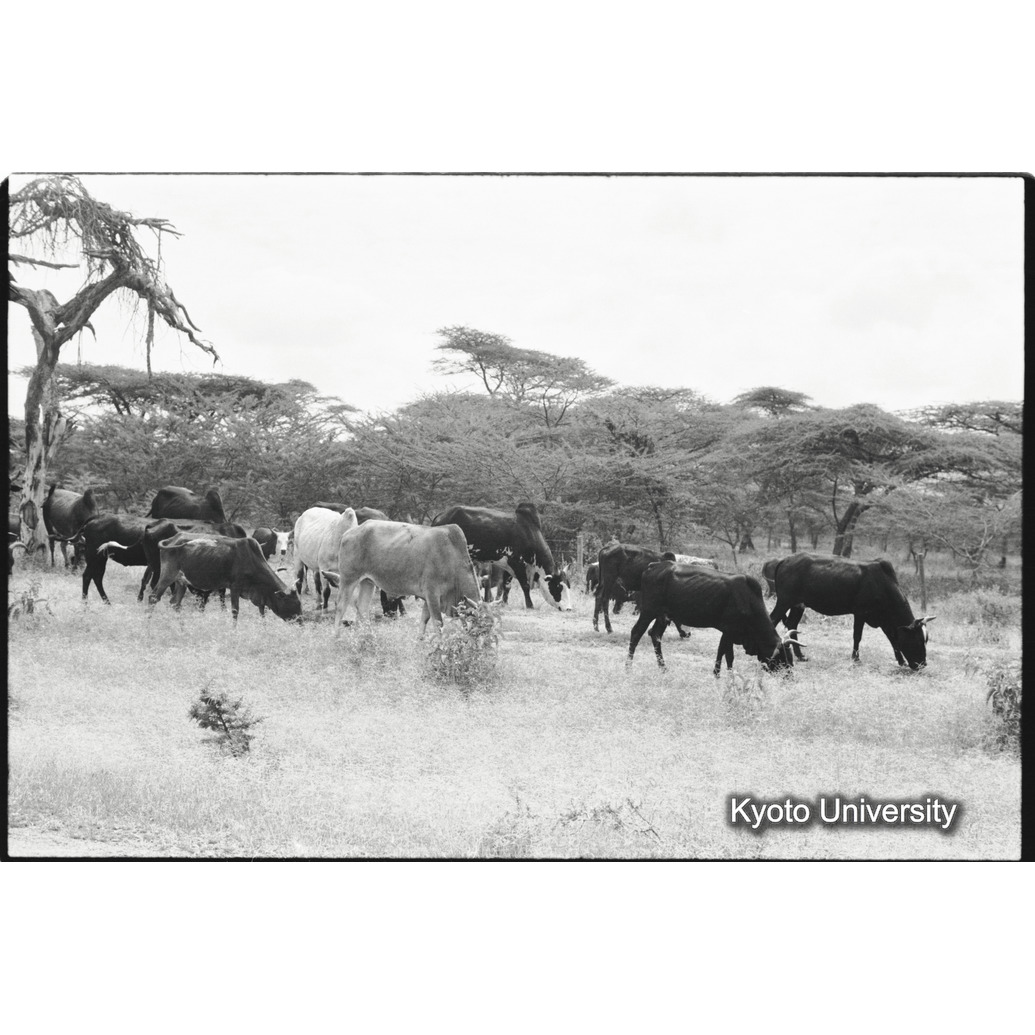 [２６コマ目]「コブ牛（１）」 (1)