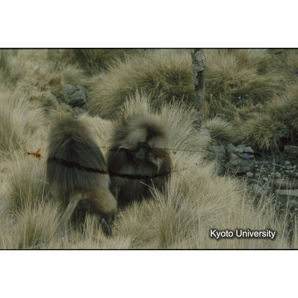 Sm　1973　1237 (1)