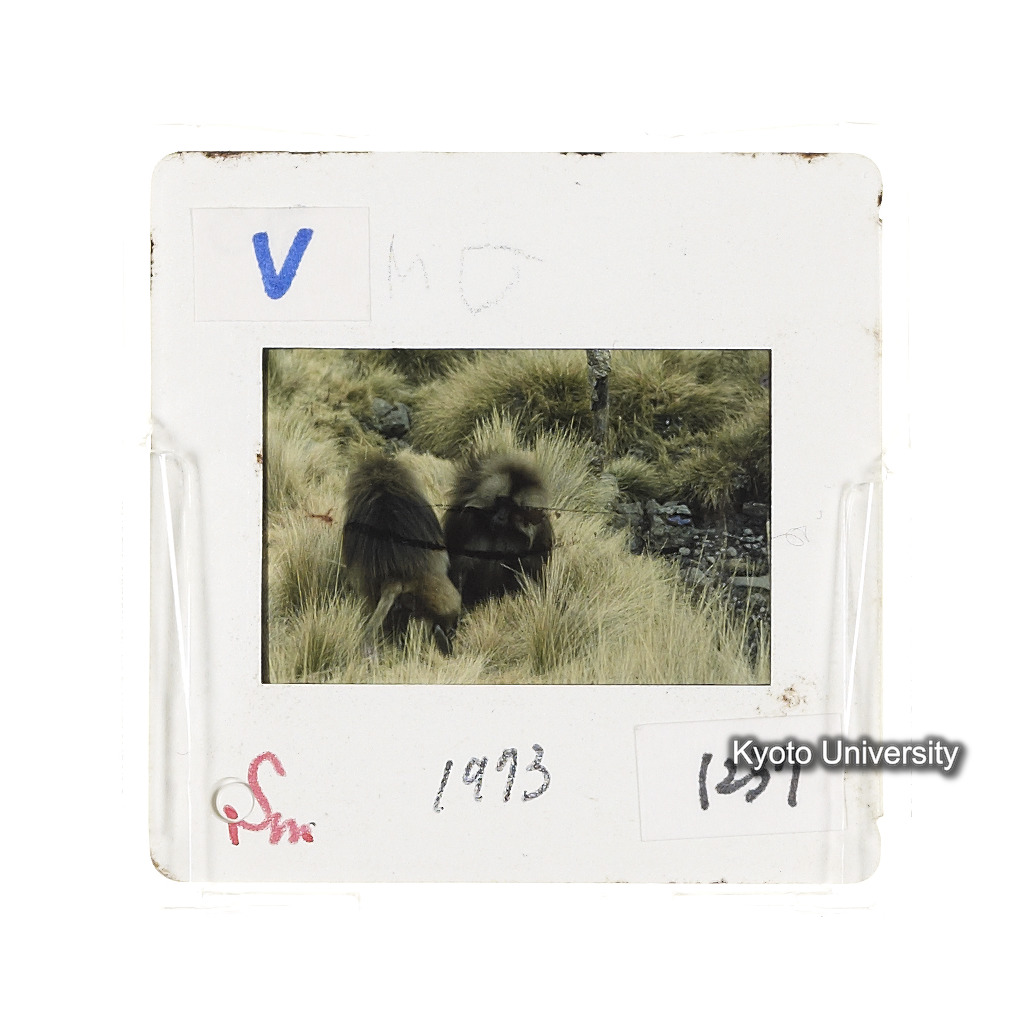 Sm　1973　1237 (2)