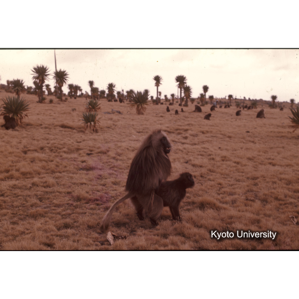 Sm　1973　1309 (1)